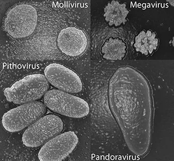 Hồi sinh virus cổ đại 30.000 năm tuổi
