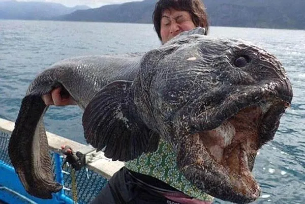 Phát hiện "thủy quái" đột biến ở biển Fukushima