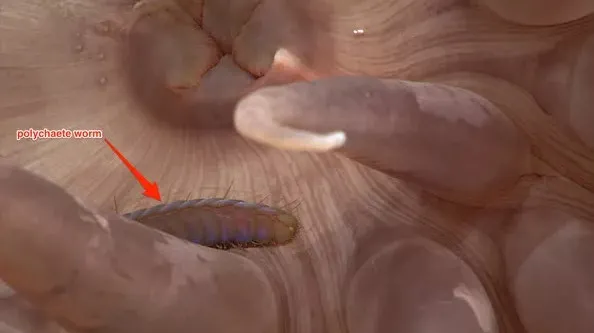 12 loài sinh vật "kỳ dị" mới được phát hiện dưới biển sâu