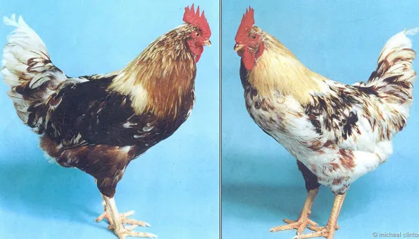 Lý giải hiện tượng lưỡng tính của động vật