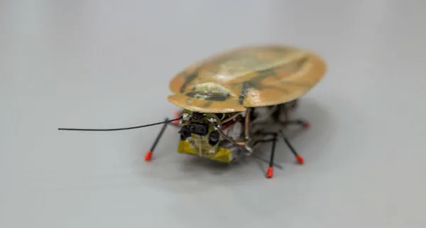 Nga chế tạo thành công robot do thám hình con gián