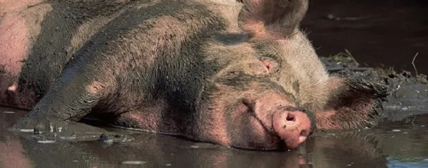 Những hiểu lầm về loài heo mà mọi người mắc phải