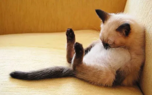 Phát hiện dành cho "cú đêm": Kết quả bất ngờ khi một đêm thức trắng
