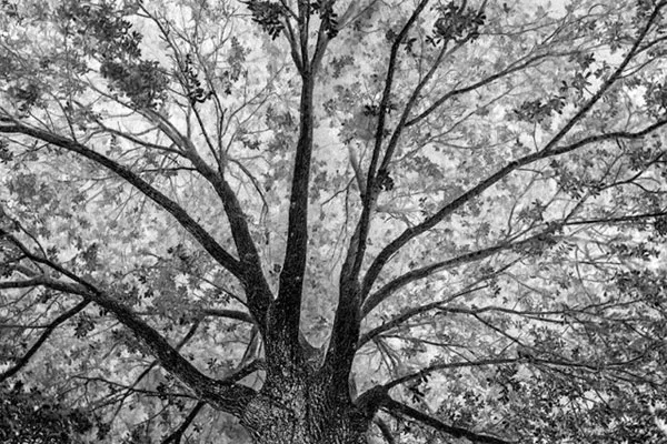 Những bức ảnh đảo lộn định nghĩa ánh sáng và bóng tối