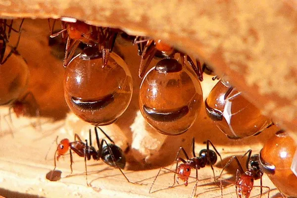 Cận cảnh loài kiến sở hữu "bụng bia" cực bự