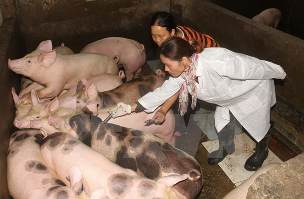 Việt Nam thúc đẩy nghiên cứu sản xuất vắc xin lở mồm long móng
