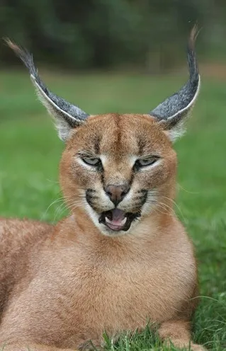 Tìm hiểu về loài mèo hoãng dã Caracal