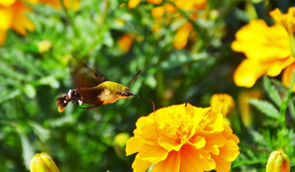 Phát hiện loài côn trùng cực hiếm ở Trung Quốc