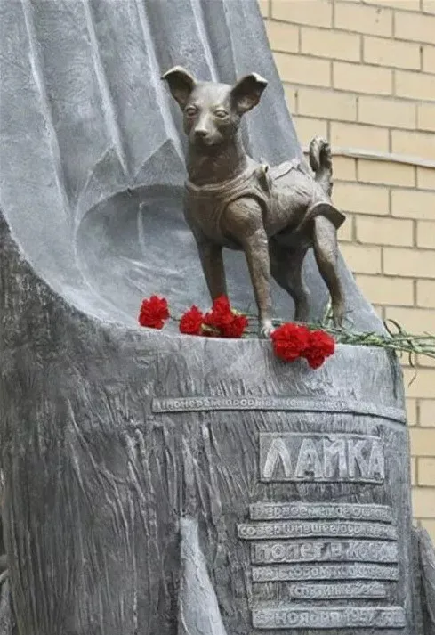 Ngày 3/11/1957 - Laika, chú chó đầu tiên bay lên vũ trụ