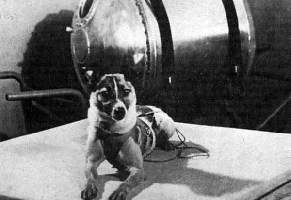 Ngày 3/11/1957 - Laika, chú chó đầu tiên bay lên vũ trụ