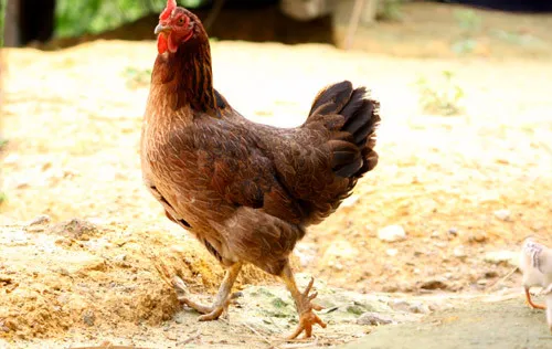 Những sự thật gây choáng về loài gà ít ai nghĩ đến