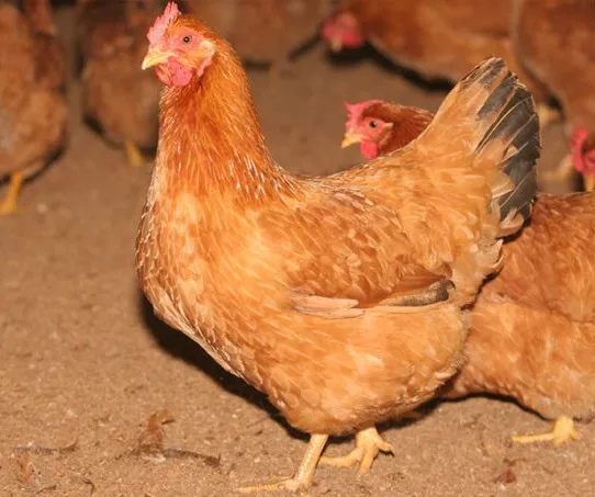 Những sự thật gây choáng về loài gà ít ai nghĩ đến