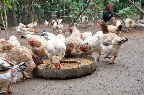 Những sự thật gây choáng về loài gà ít ai nghĩ đến