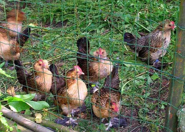 Những sự thật gây choáng về loài gà ít ai nghĩ đến