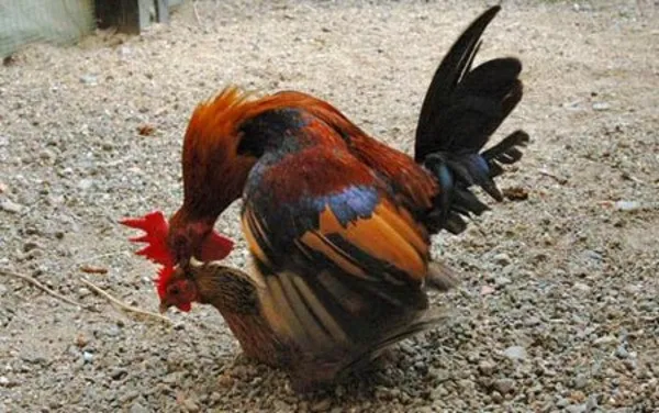 Những sự thật gây choáng về loài gà ít ai nghĩ đến