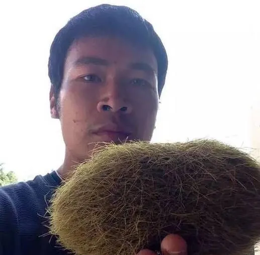 Phát hiện quả "trứng" lạ giá 21 tỉ trong bụng lợn