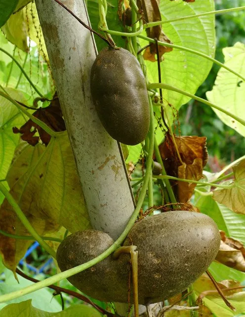 Khoai tây dây leo không ra củ mà... mọc thành trái