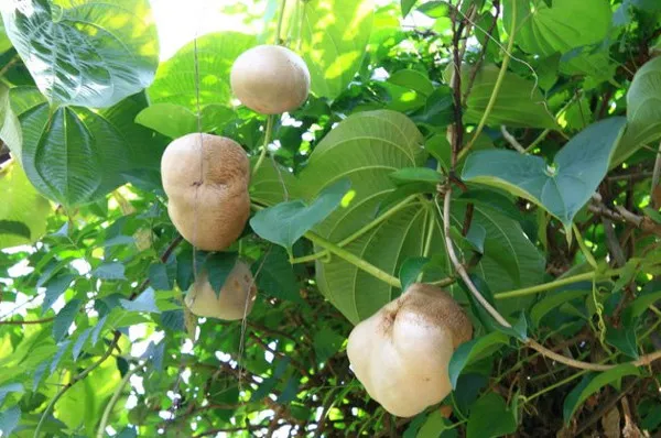 Khoai tây dây leo không ra củ mà... mọc thành trái