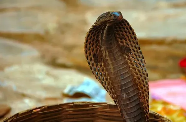 Rắn hổ mang