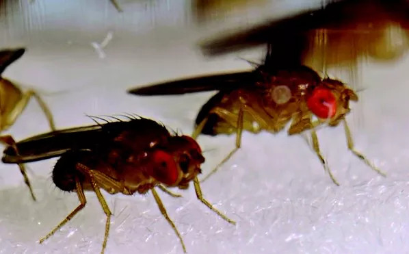 Hé lộ sinh vật có tinh trùng dài bằng 20 lần kích cỡ cơ thể