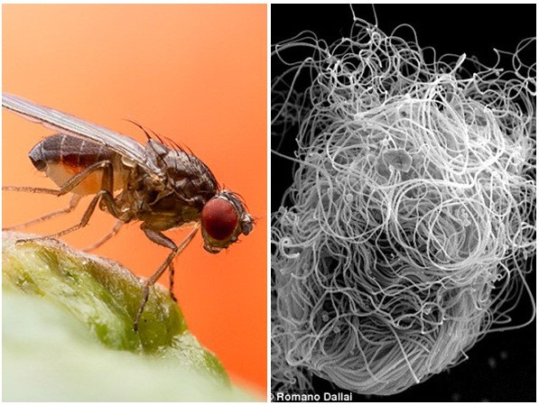 Hé lộ sinh vật có tinh trùng dài bằng 20 lần kích cỡ cơ thể