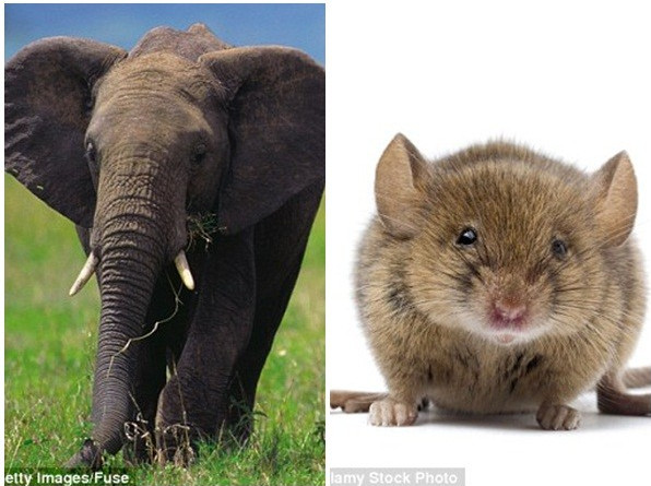 Hé lộ sinh vật có tinh trùng dài bằng 20 lần kích cỡ cơ thể