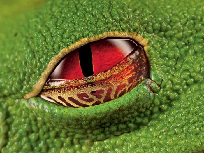 Con mắt màu đỏ ngầu của con ếch cây, ở Costa Rica.