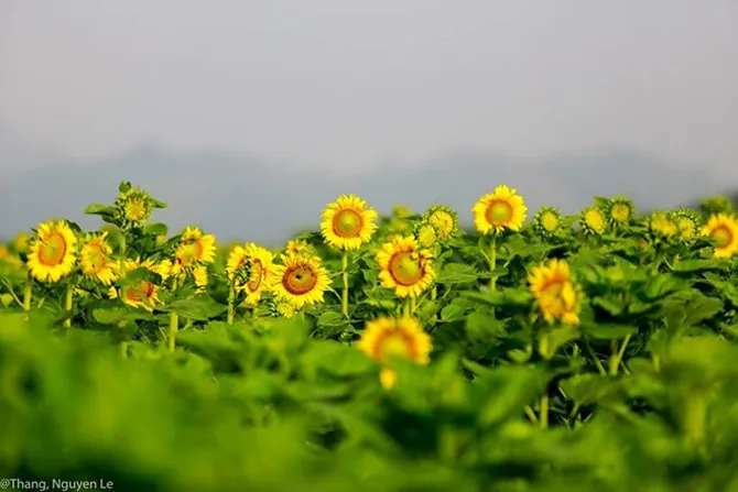 Cánh đồng hoa hướng dương
