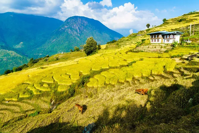 Làng Radi ở phía đông bắc Bhutan được mệnh danh là thảm vàng hay giỏ lúa, bởi cấu trúc ruộng bậc thang trên núi uốn lượn bao quanh ngôi làng.