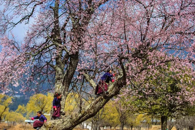 Các học sinh ở Bumthang - miền Trung Bhutan chơi đùa bên gốc đào gần hoàng cung.