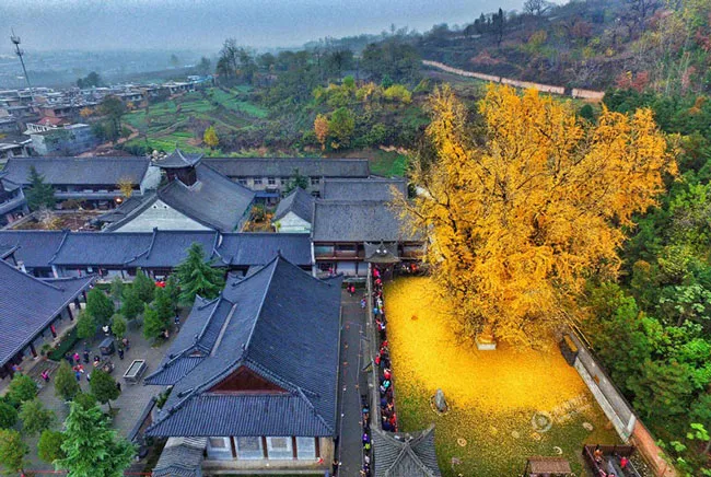 Cây rẻ quạt