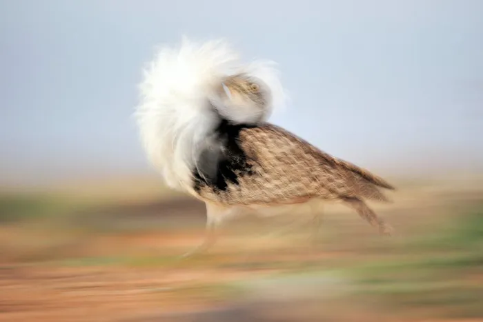 Chim Houbara Houbara trên đảo Canary