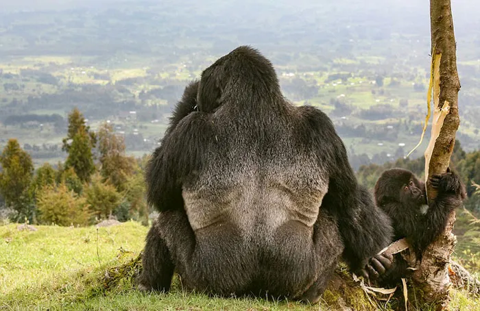 Khỉ đột ở Rwanda