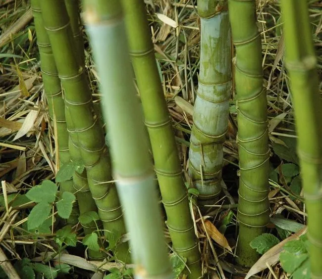 3 loài trúc "kỳ lạ" có nguy cơ tuyệt chủng ở Việt Nam