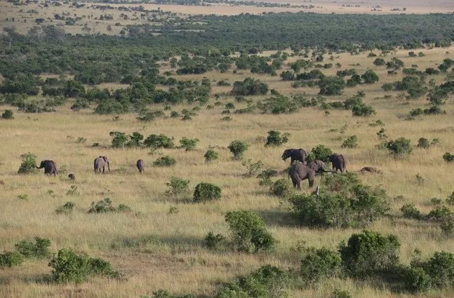 Cuộc chiến sinh tồn trên đồng cỏ Kenya