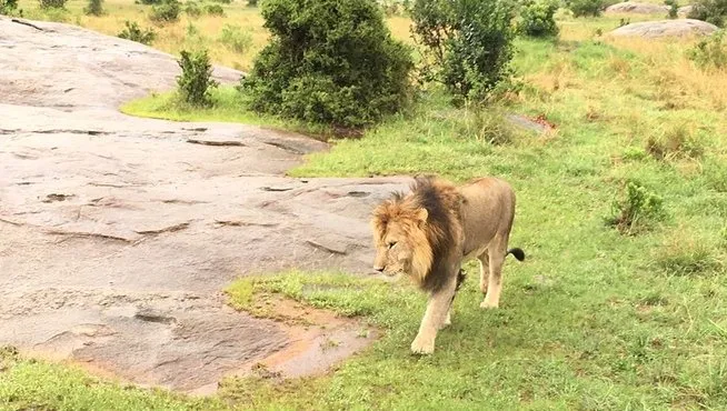 Cuộc chiến sinh tồn trên đồng cỏ Kenya