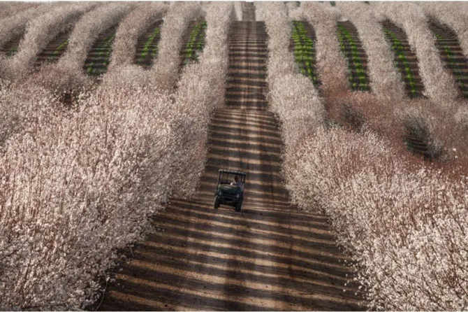 Cánh đồng hạnh nhân ở California.