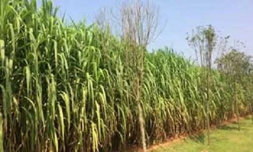 Loài cỏ có thể là niêu Thạch Sanh hút CO2