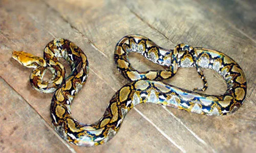Trăn gấm Python reticulatus.