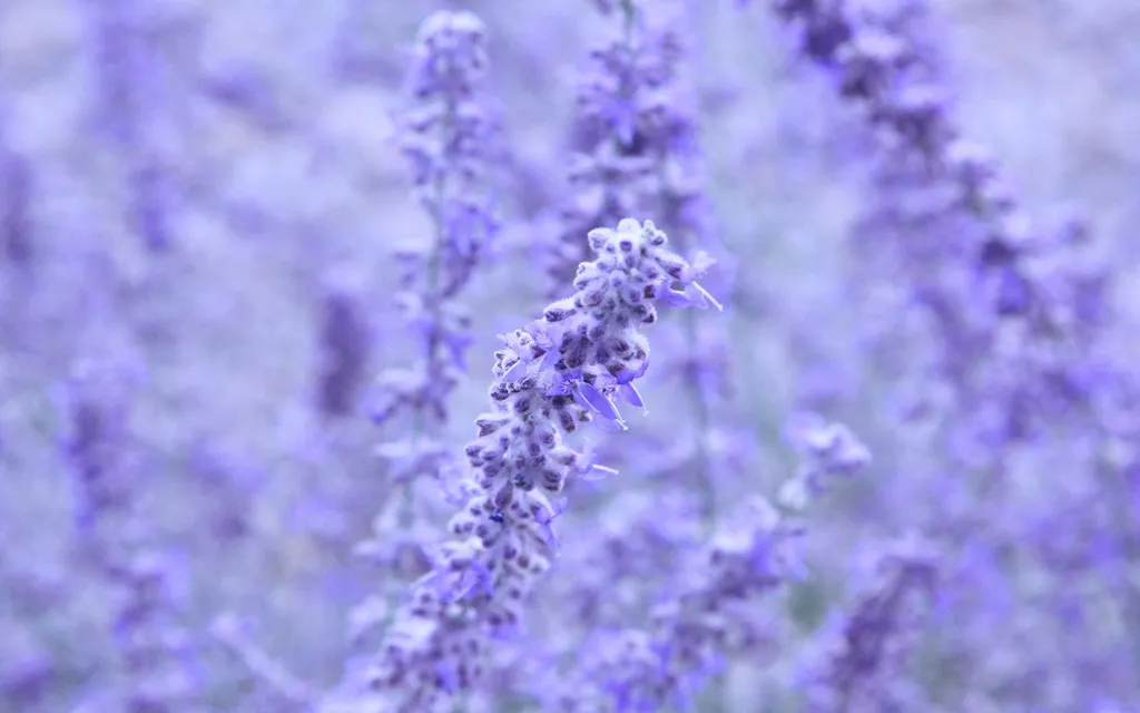 Hoa oải hương hay còn gọi là hoa lavender có xuất xứ từ vùng Địa Trung Hải