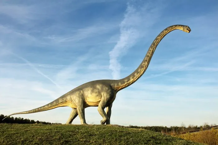 Diplodocus.