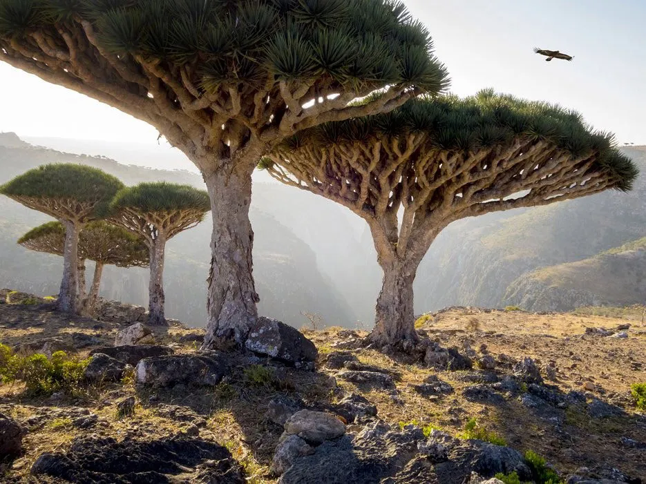 Socotra, Yemen