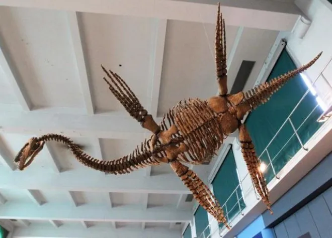 Bản sao loài Plesiosau r có tên "Tuarangisaurus Cabazai" làm từ bột nhựa tổng hợp polyurethane được ghi lại tại Bảo tàng Khoa học tự nhiên Argentina.