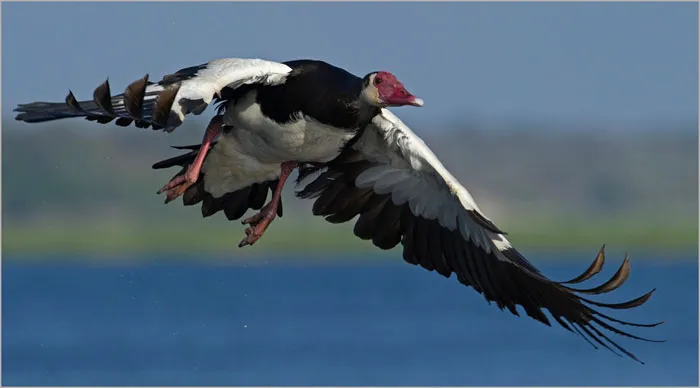 Ngỗng Spur Winged – 142km/h.