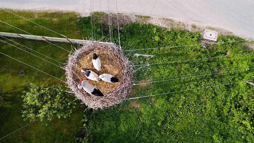 Cò làm tổ trên cột điện ở Ba Lan.