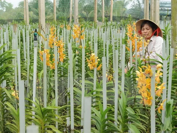 Đến nay, Việt Nam đã có 1184 loài lan.