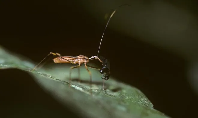 Loài bọ sát thủ này có khả năng ngụy trang, có phương thức tấn công và vũ khí đáng sợ.
