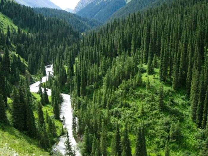 Còn cây thông cao nhất thế giới còn sống được phát hiện tại dãy núi Sierra Nevada thuộc bang California, Mỹ.
