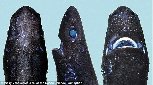 Ninja lanternshark sở hữu những tế bào phát sáng (photophore) ở vùng bụng.