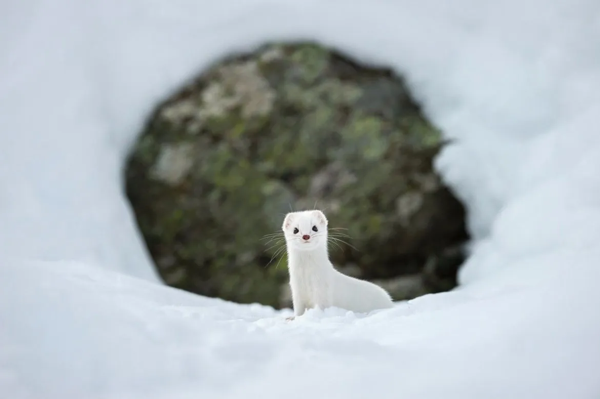 Winter White.